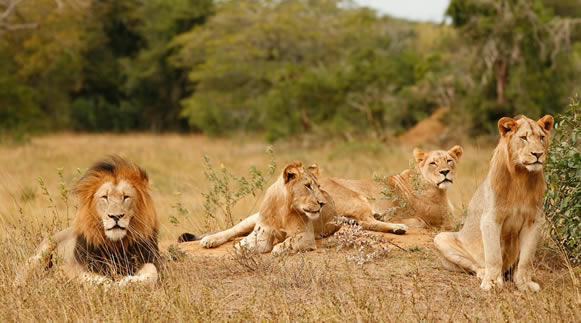 3 Day Akagera National Park Big Five