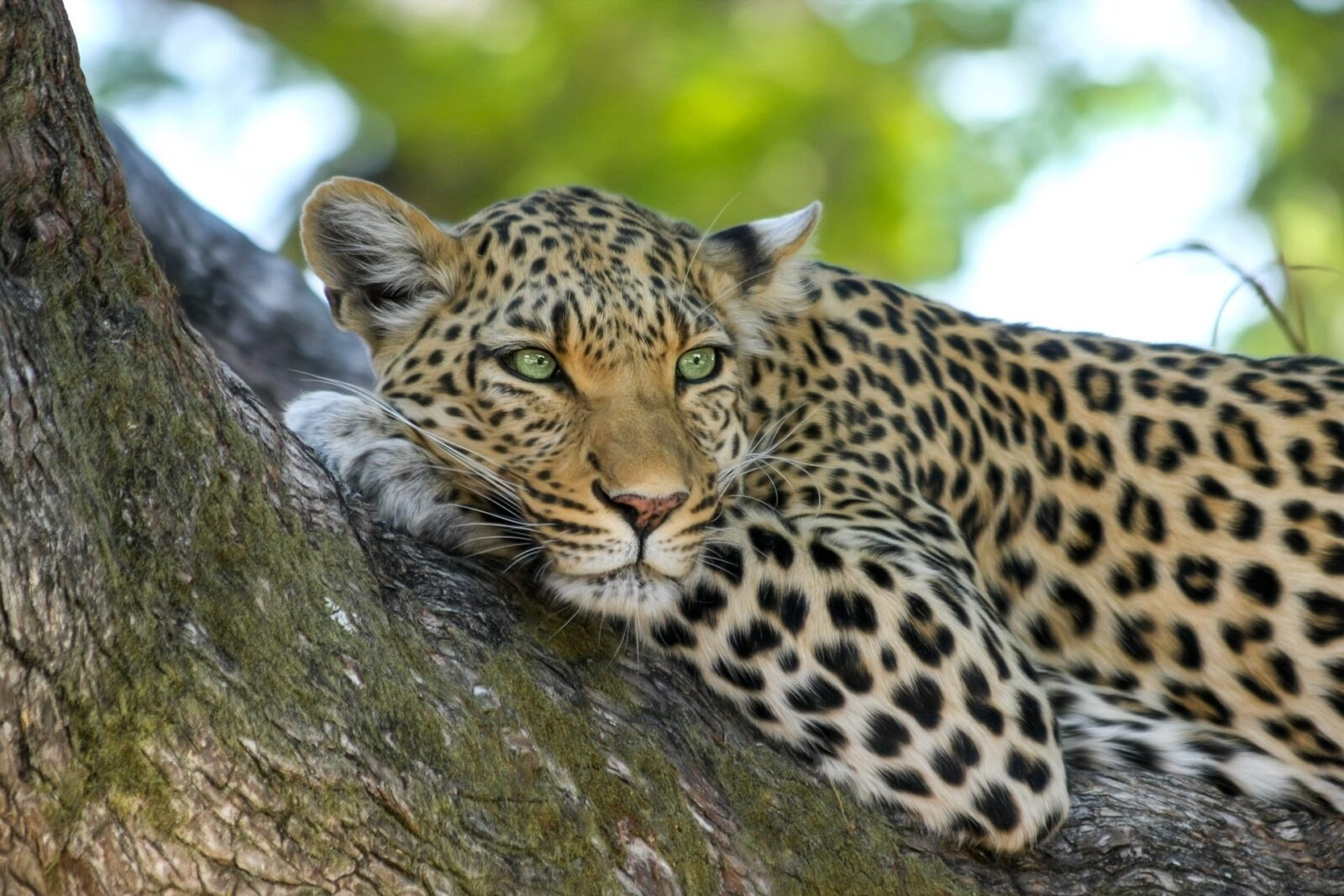 3 day akagera np big five