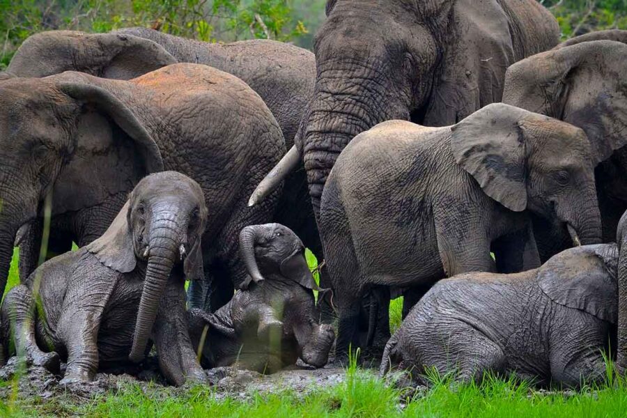 4-Day Wildlife Safari at Akagera National Park