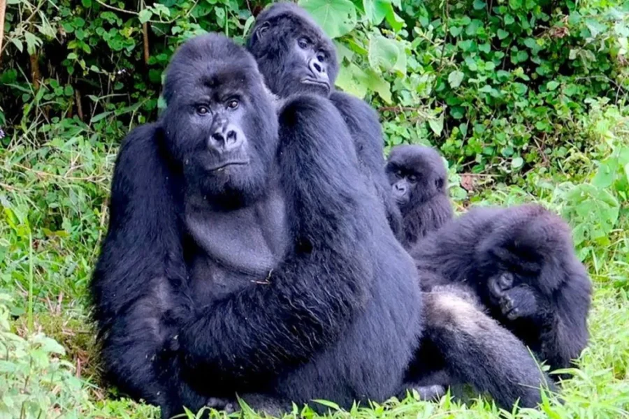 5-Day Rwanda Gorillas, Golden Monkeys & Chimpanzee