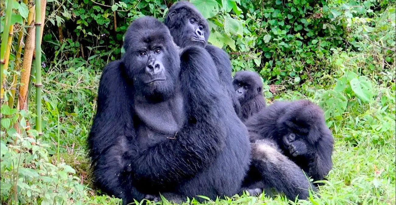 5-Day Rwanda Gorillas, Golden Monkeys & Chimpanzee