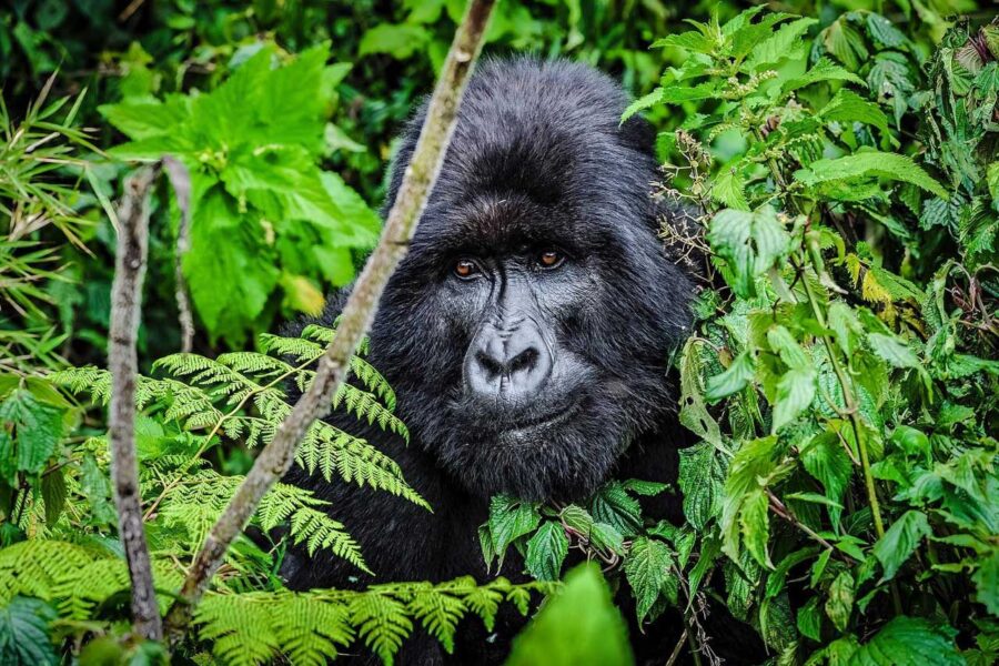 5-Day Rwanda Gorillas and Chimpanzee Tour