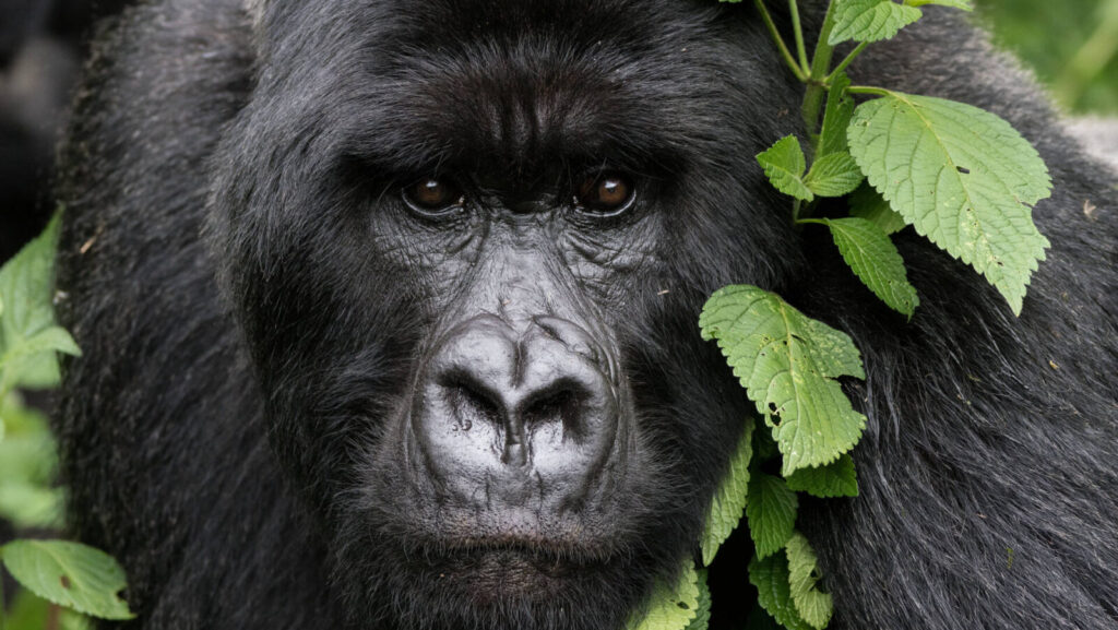 6-Day Rwanda Akagera Safari and Cultural Tour