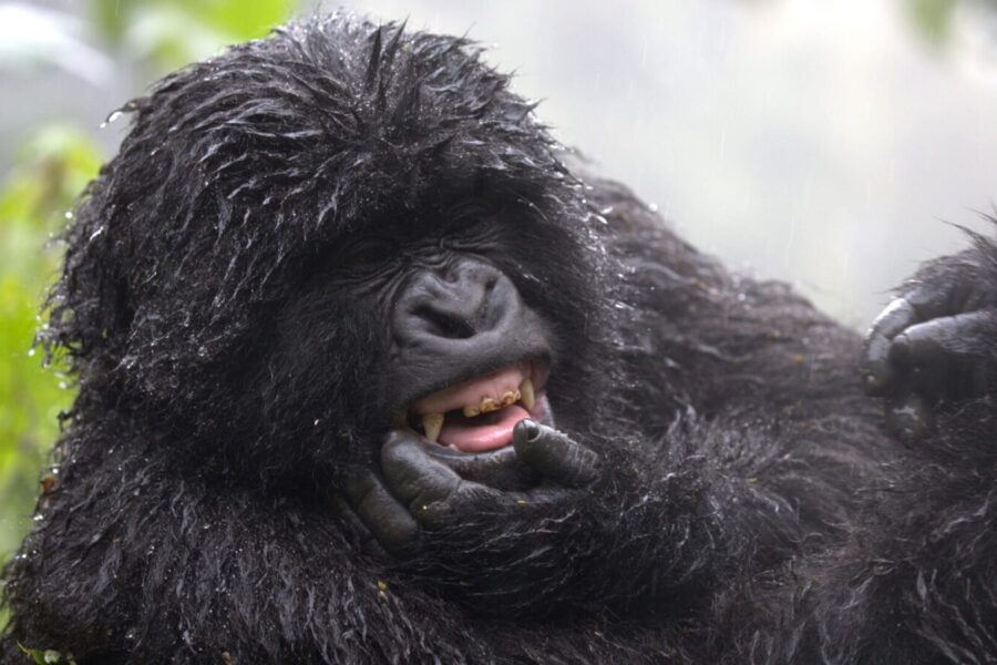8-Day Rwanda Gorillas, Chimps and Wildlife Safari Tour