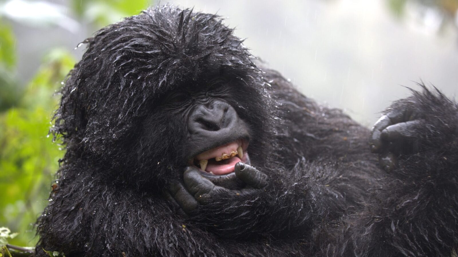 8-Day Rwanda Gorillas, Chimps and Wildlife Safari Tour