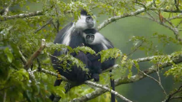 Best time to visit Gishwati-Mukura National Park