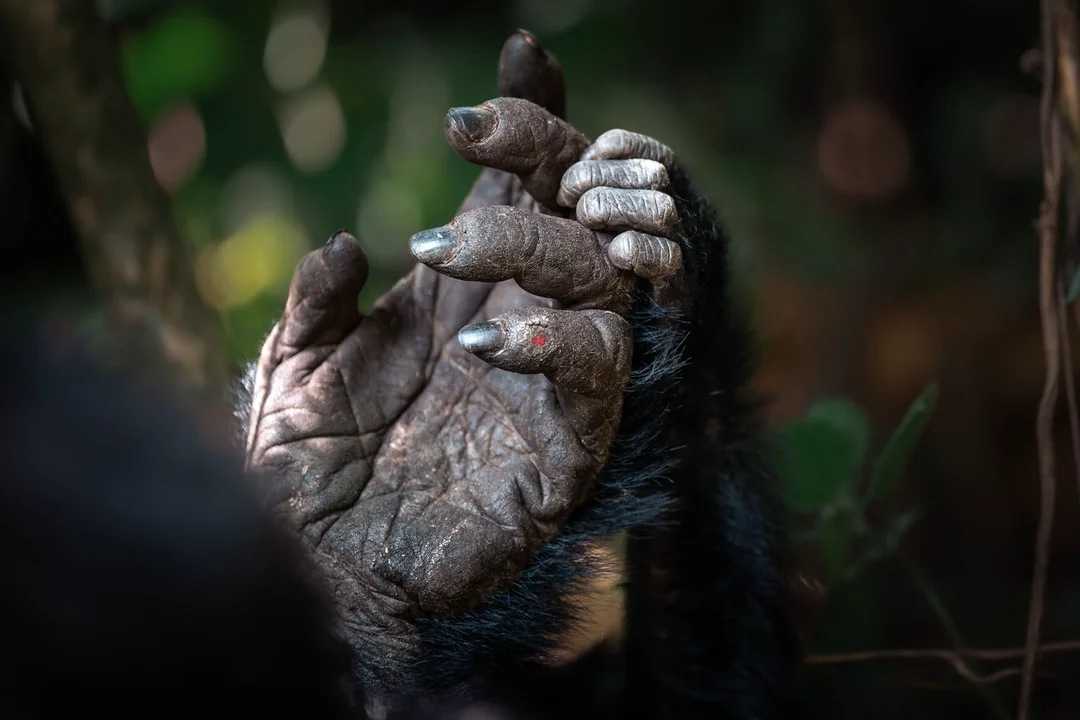 Bwindi gorilla habituation rushaga. volcanoes gorilla tours