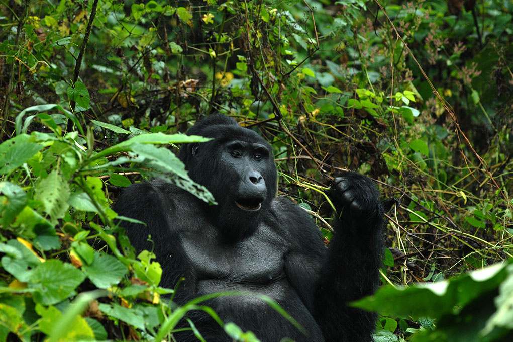 Bwindi impenetrable national park