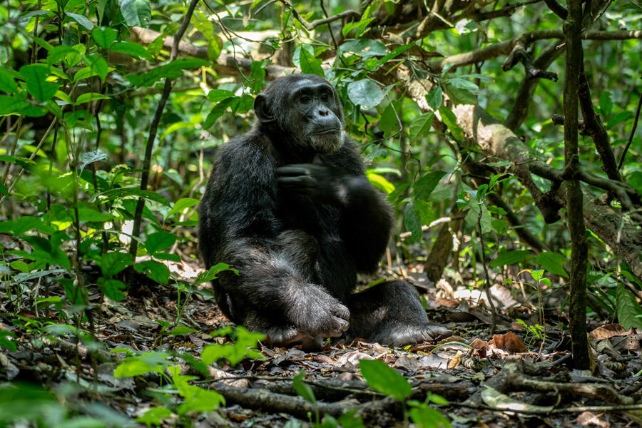 Chimpanzee Tracking