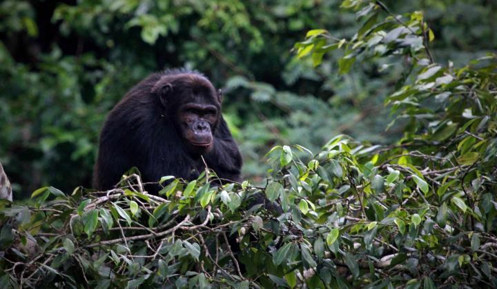 Gishwati-Mukura National Park