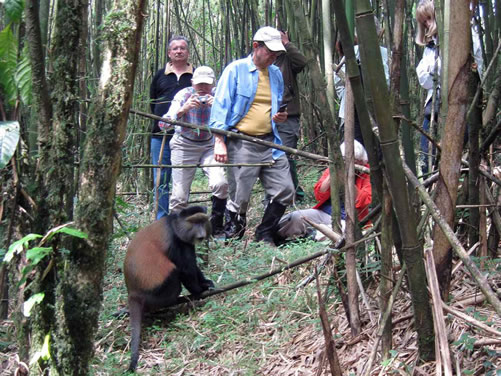 Golden Monkey Trekking
