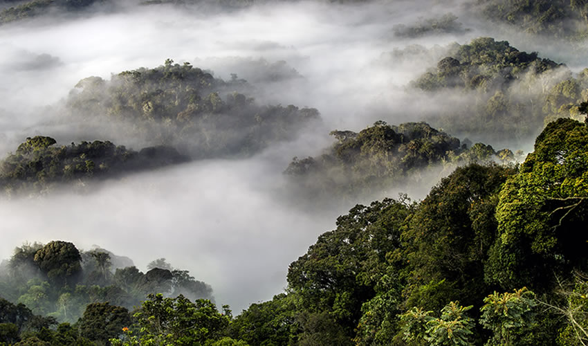 How to get to Nyungwe National Park