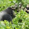 Is a Volcanoes Gorilla Tour Worth It?
