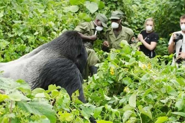 Is a Volcanoes Gorilla Tour Worth It?