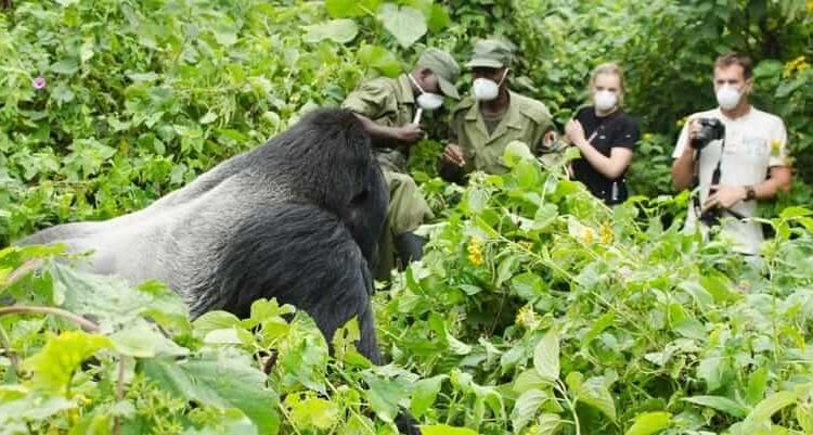 Is a Volcanoes Gorilla Tour Worth It?