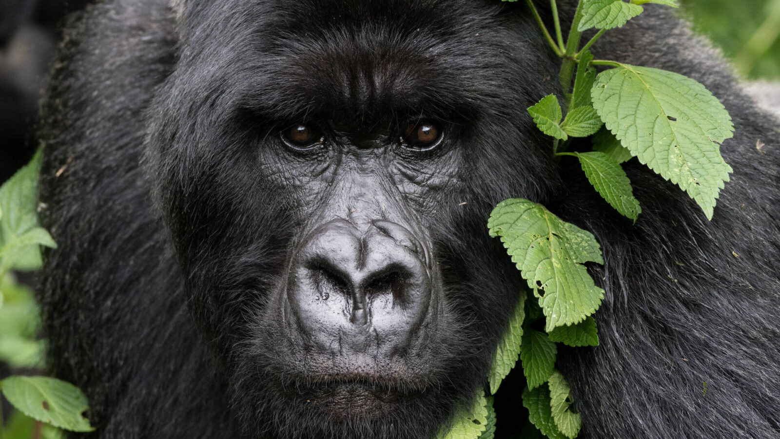 Is a Volcanoes Gorilla Tour Worth It?