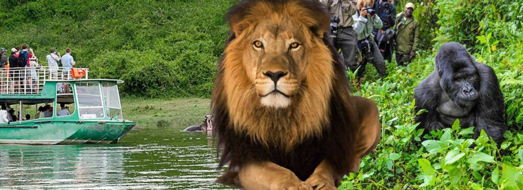 Primates and Wildlife