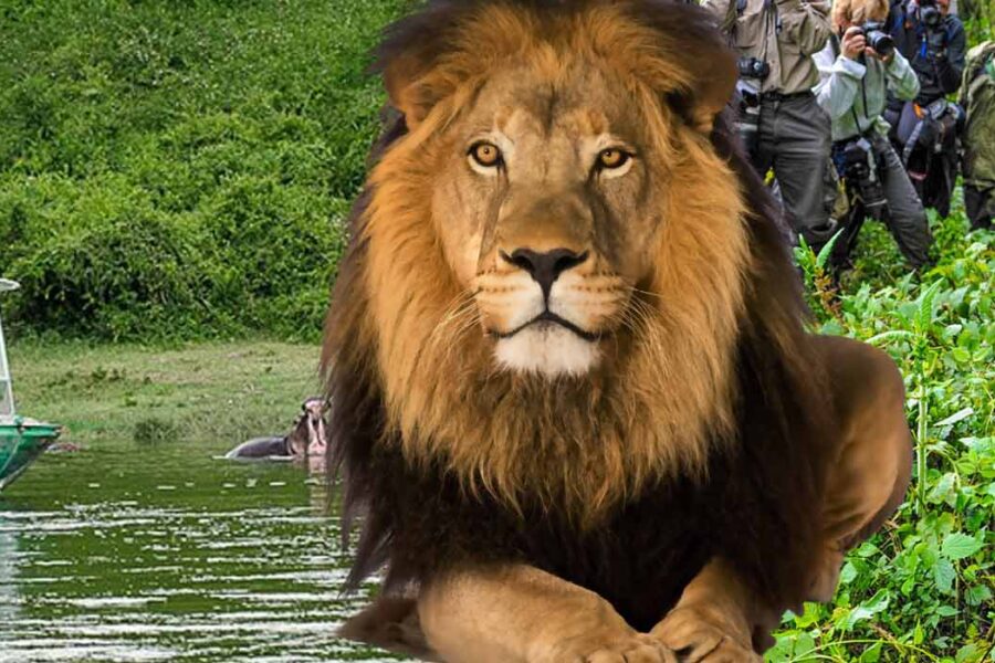Primates and Wildlife