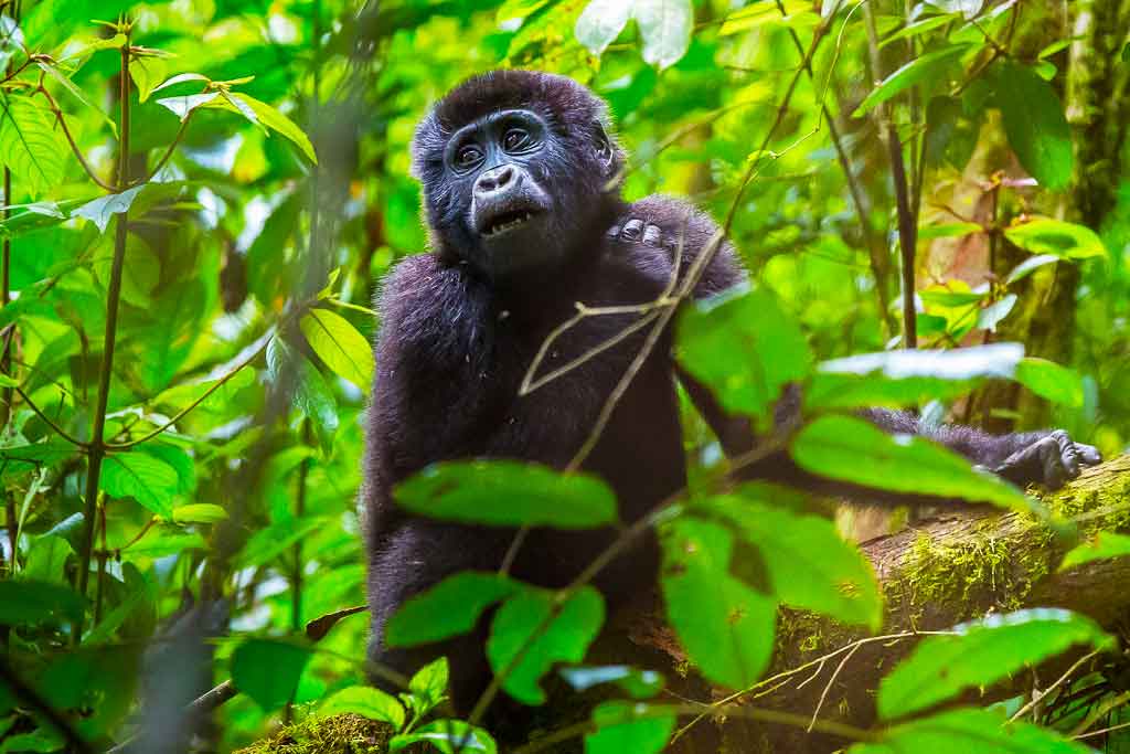 Virunga national park