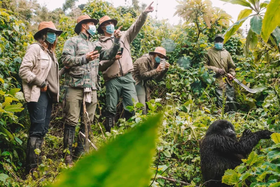 Volcanoes gorilla tours featured stories.