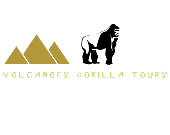 Volcanoes Gorilla Tours