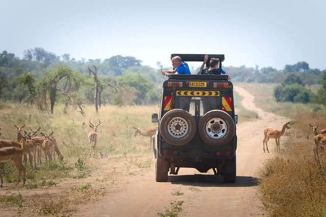 Wildlife Safari