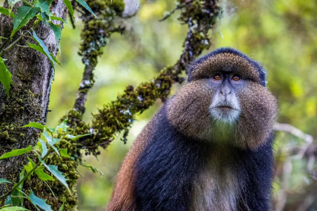 Wildlife Species