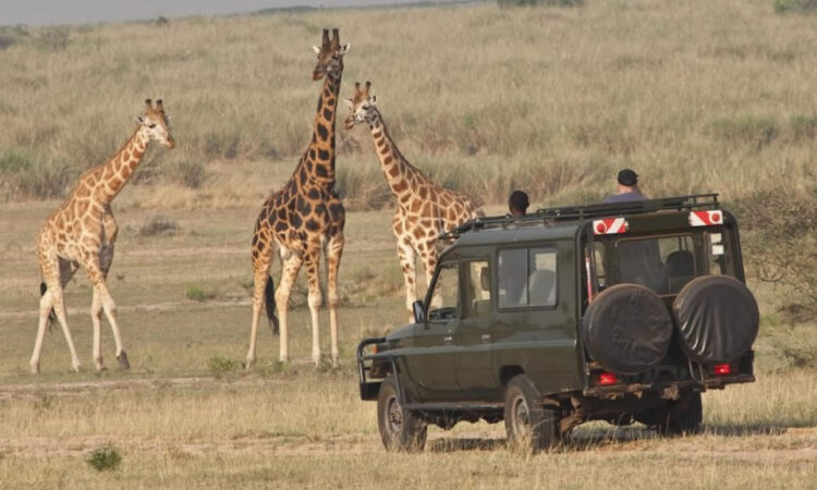 Wildlife safari packages
