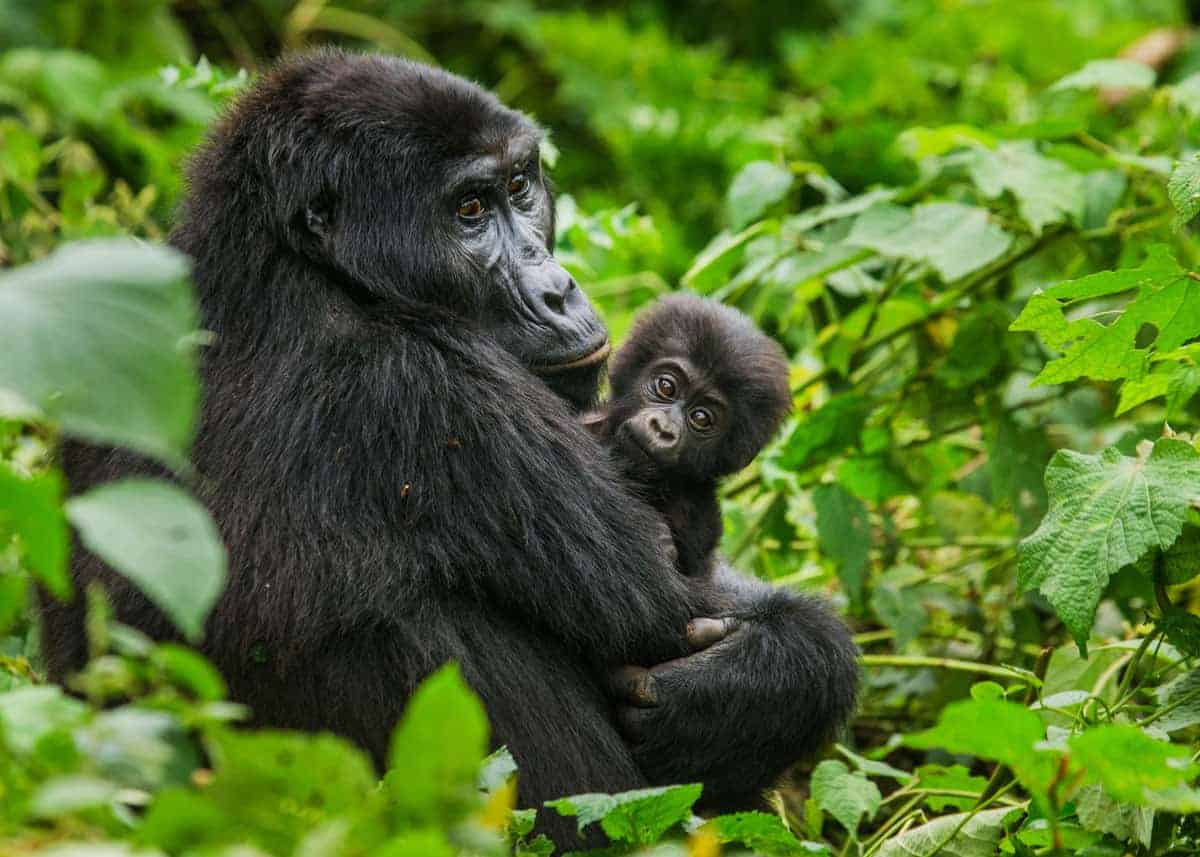 mgahinga gorilla national park