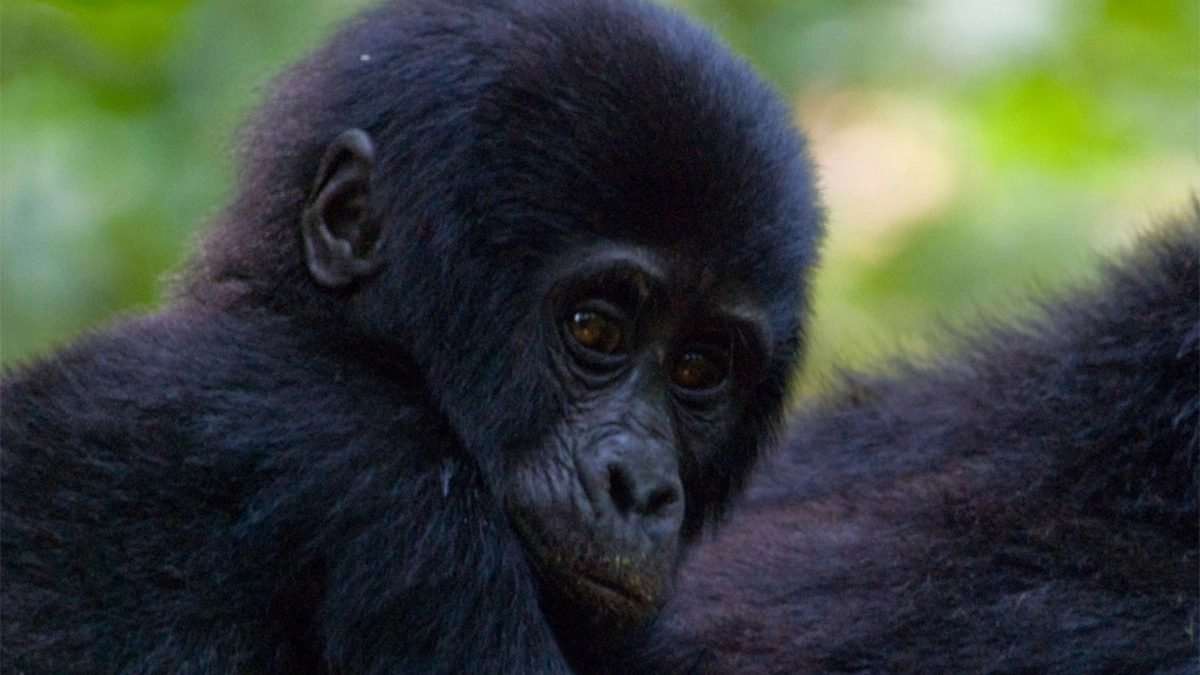 the gorilla trekking experience. The Trekking Journey