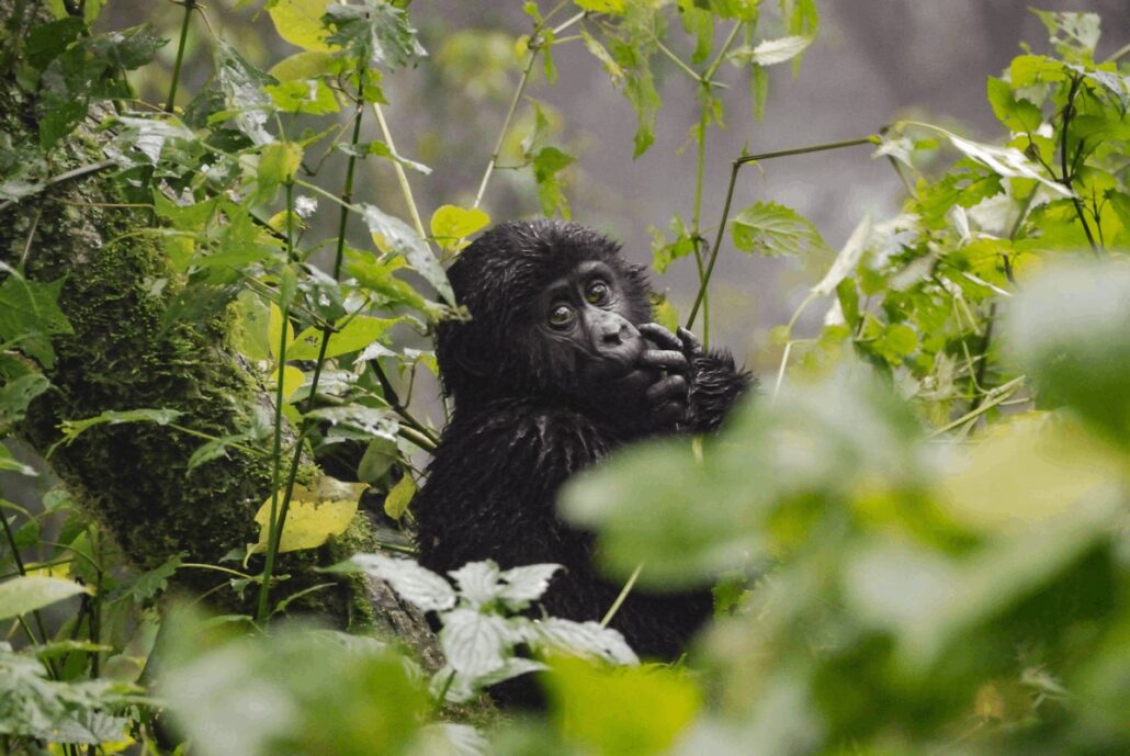 the gorilla trekking experience, face to face with the gorilla