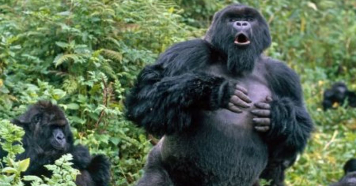 the gorilla trekking experience. preparation