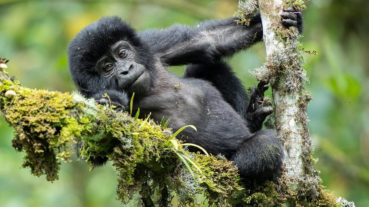 the gorilla trekking experience. end notes