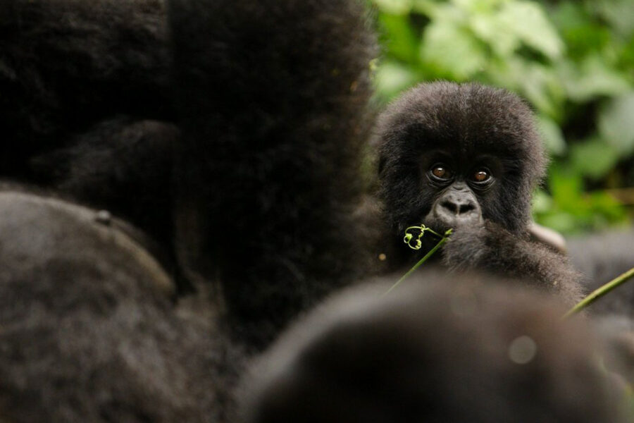 1 Day Rwanda Gorilla Trek in Volcanoes National Park