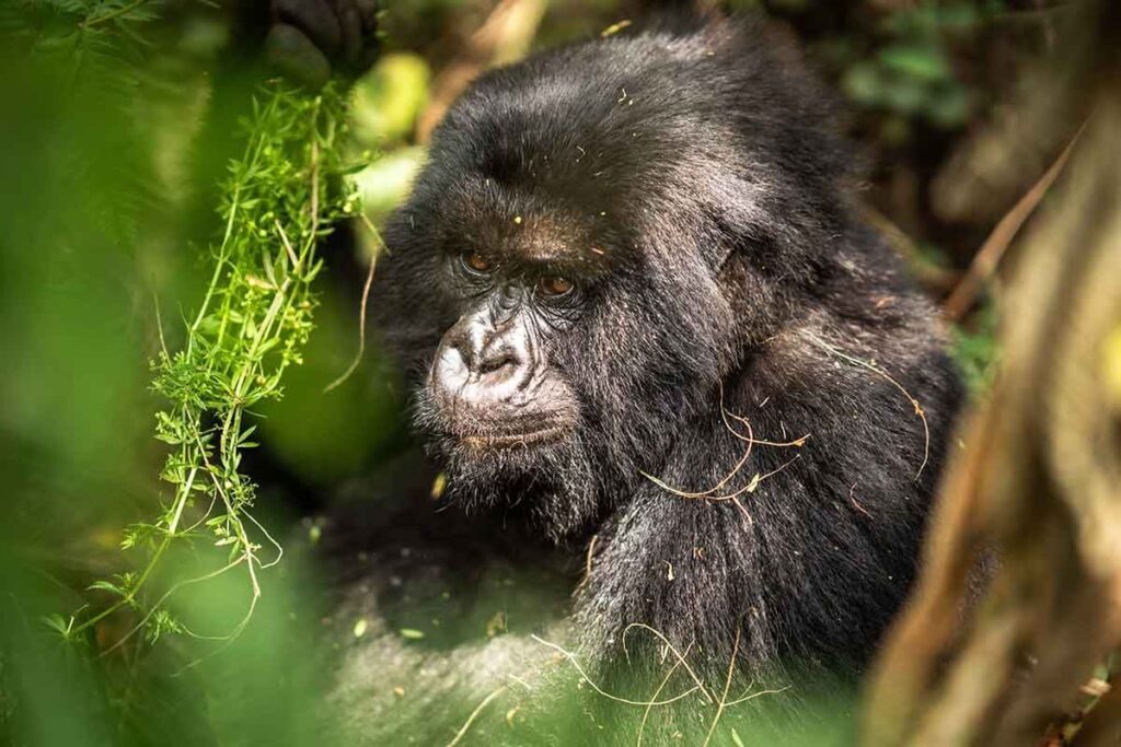 2 Day Rwanda Gorilla Trek & Visit Genocide Memorial