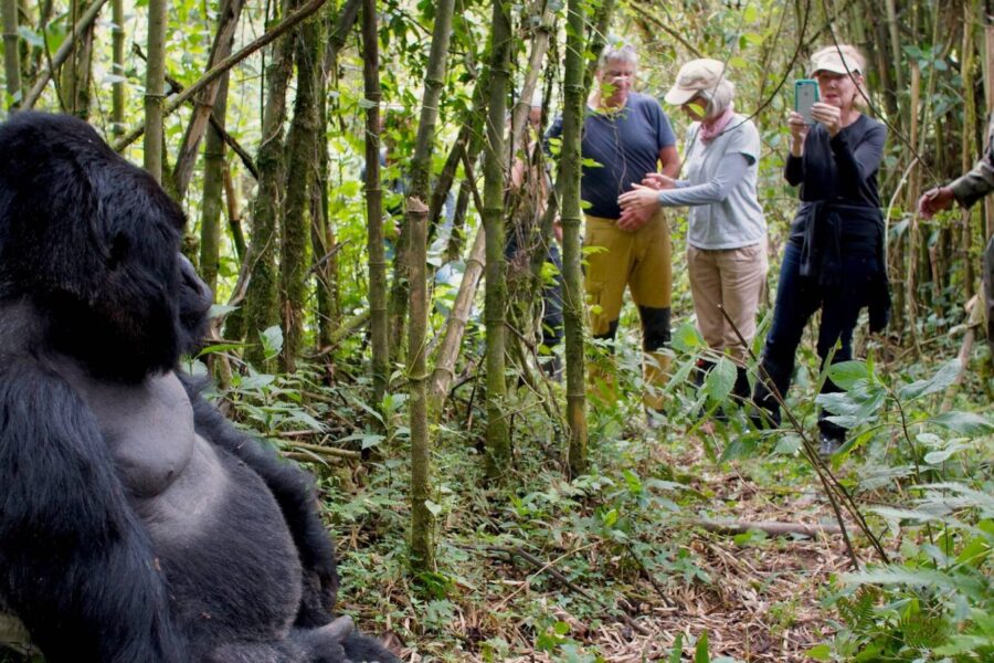 3 Days Gorilla Trekking Rwanda