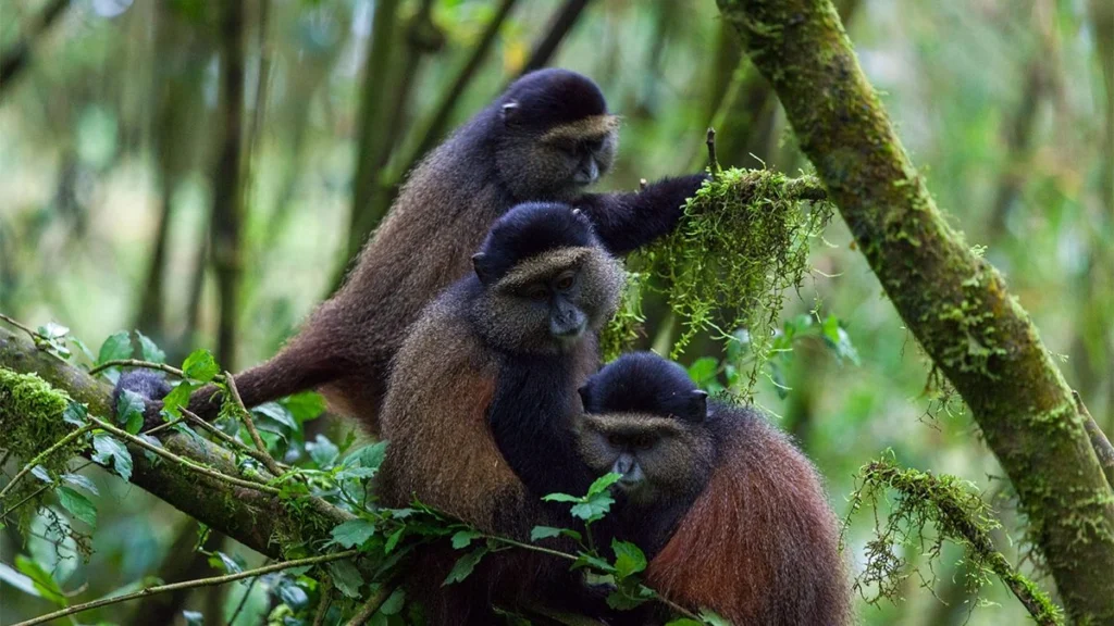 3 Days Rwanda Gorillas and Golden Monkeys