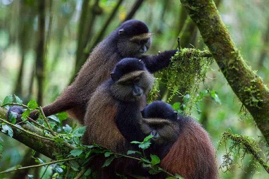 3 Days Rwanda Gorillas and Golden Monkeys