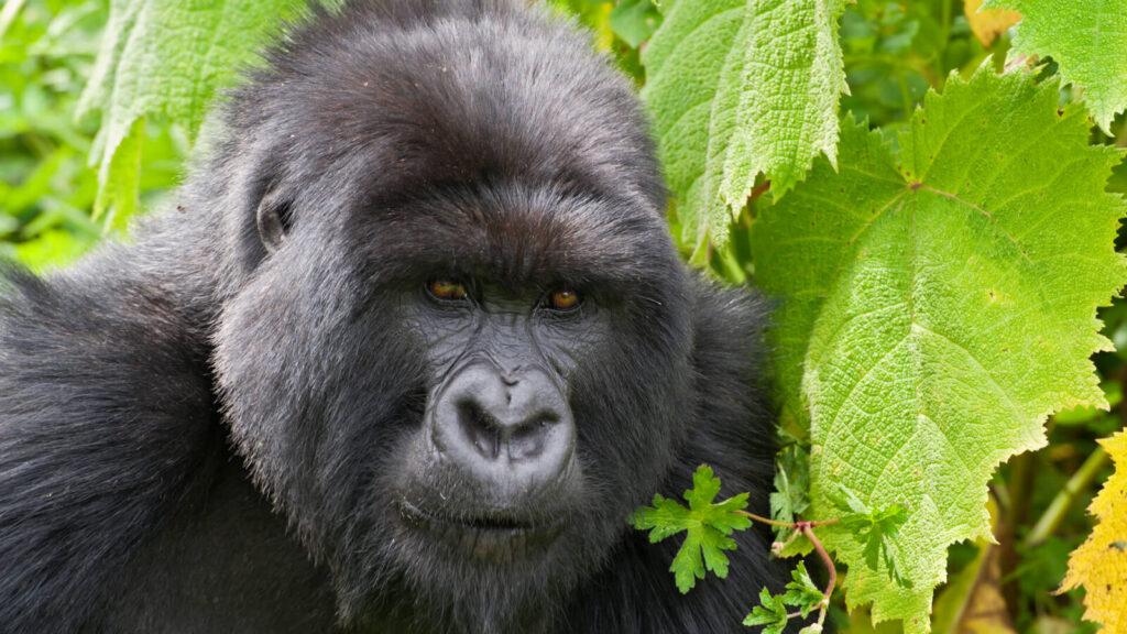 4 Days Double Gorilla Trekking