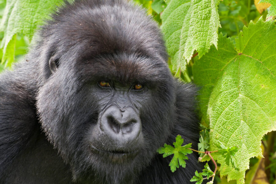 4 Days Double Gorilla Trekking