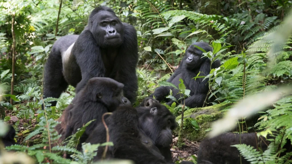 5 Days Trekking Gorillas Twice and Golden Monkeys