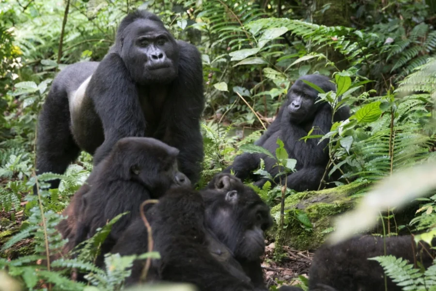 5 Days Trekking Gorillas Twice and Golden Monkeys