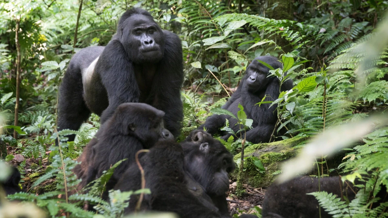 5 Days Trekking Gorillas Twice and Golden Monkeys