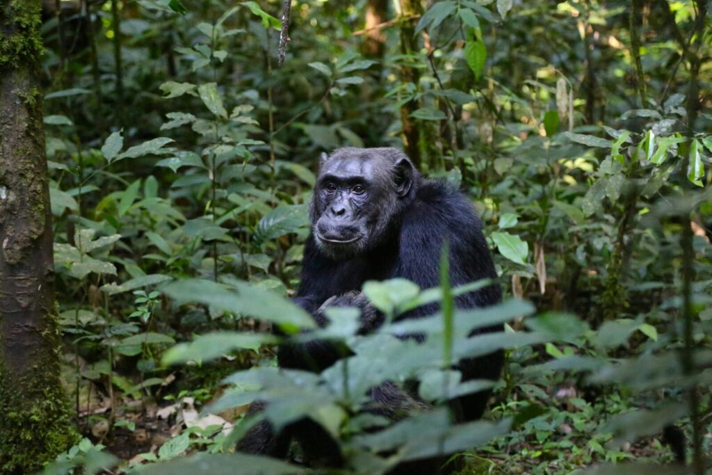 7-Day Rwanda Highlights: Nyungwe National Park, Gorillas & Scenic Routes