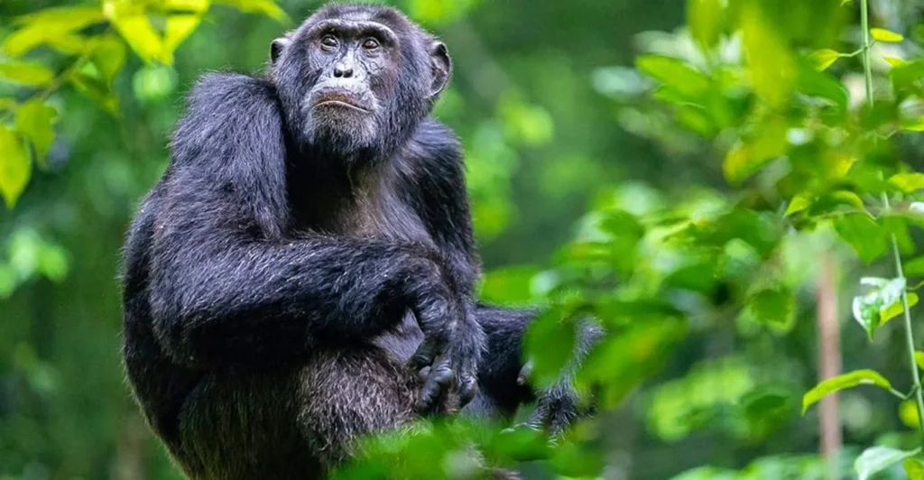 5-Day Rwanda Eco Retreat