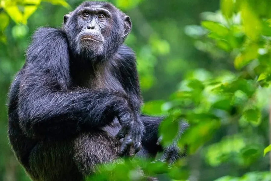 5-Day Rwanda Eco Retreat