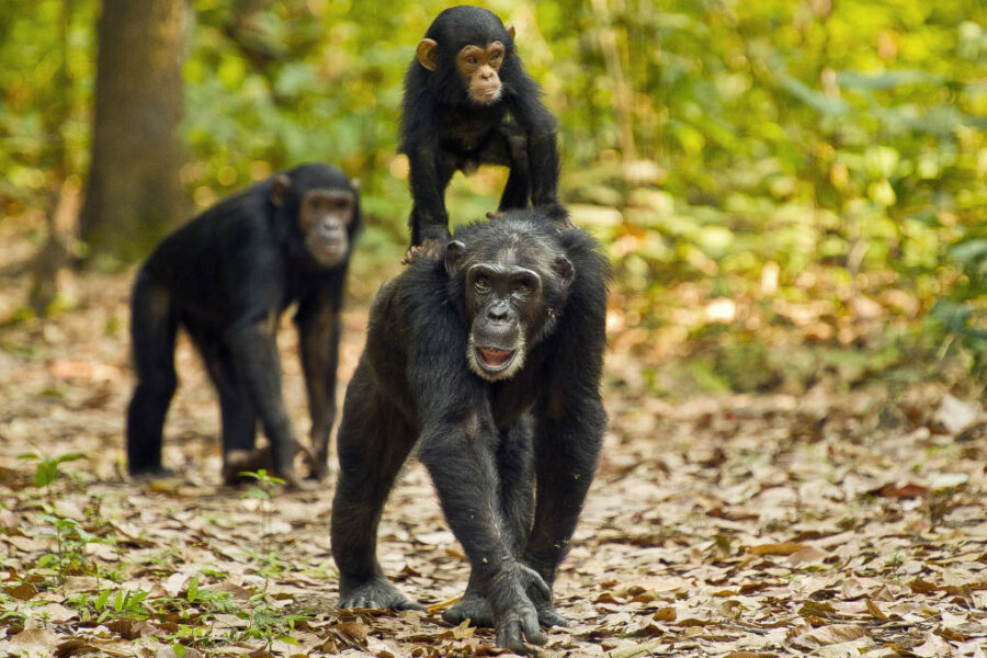 6-Day Rwanda Primates & Forest Escape: Gishwati–Mukura, Volcanoes & Nyungwe