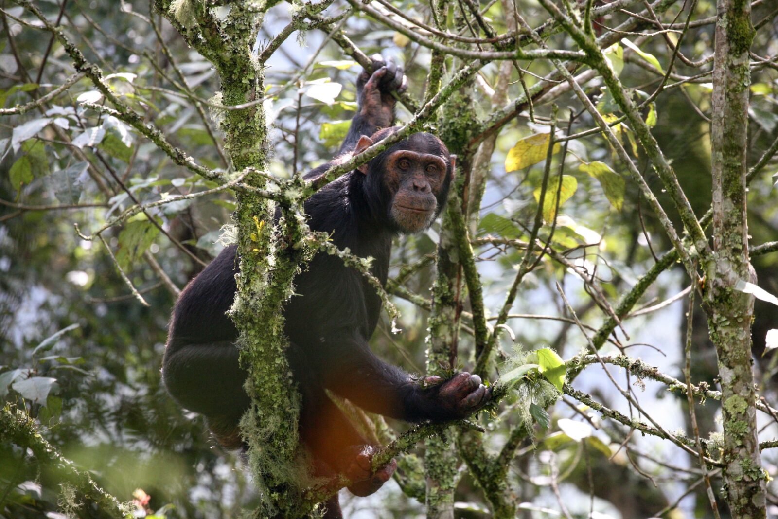 8-Day Rwanda Conservation Safari