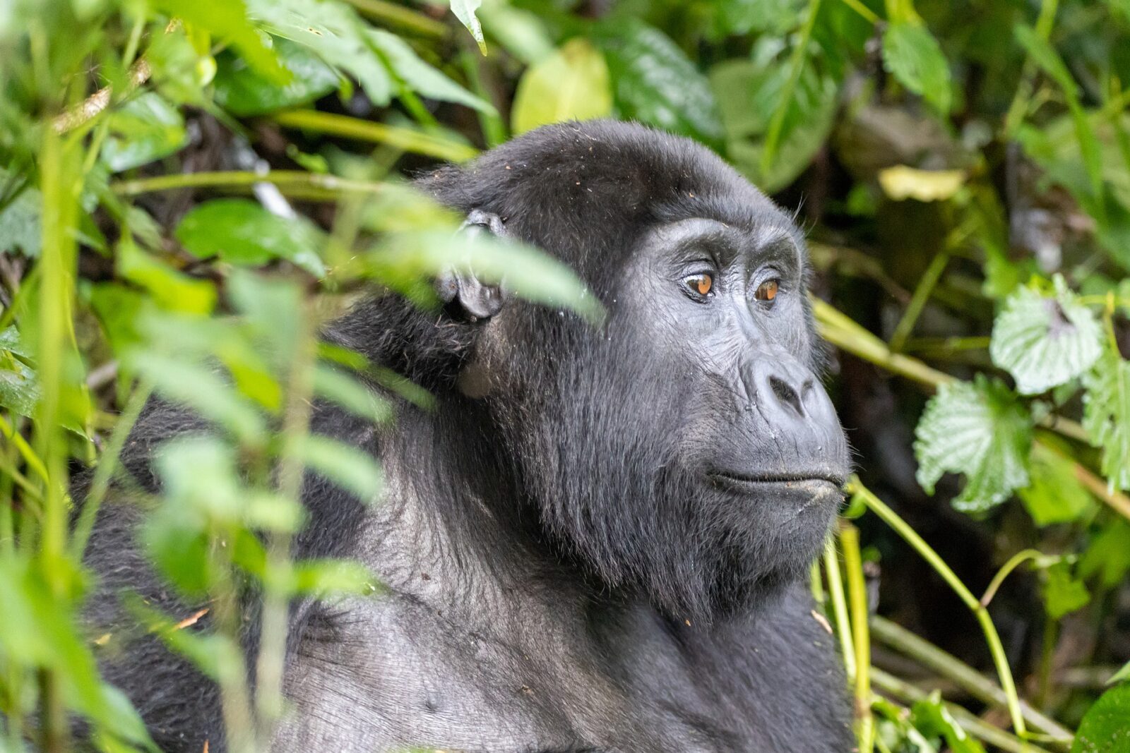 Volcanoes Gorillas Tours