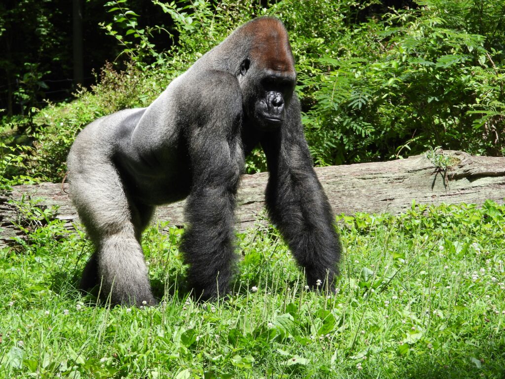 Volcanoes Gorillas Tours